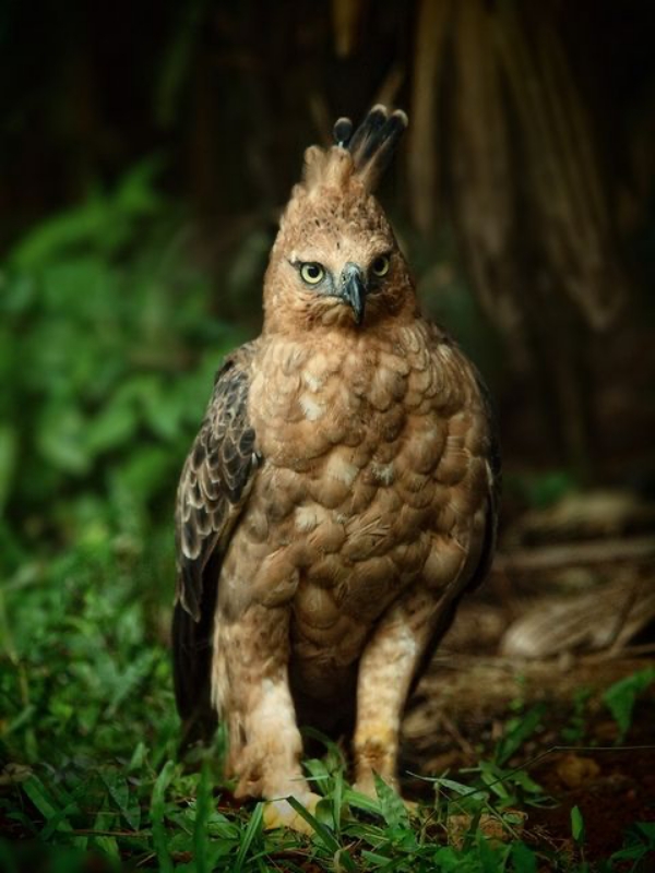Animals that start with the letter J