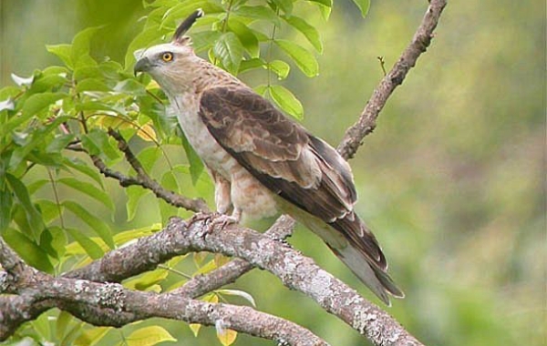 Animals that start with the letter J