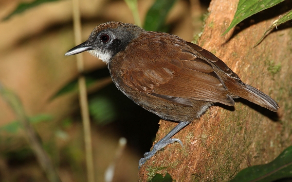 Animals that start with the letter J