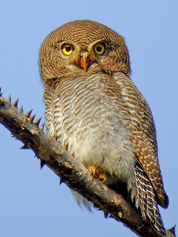 Animals that start with the letter J