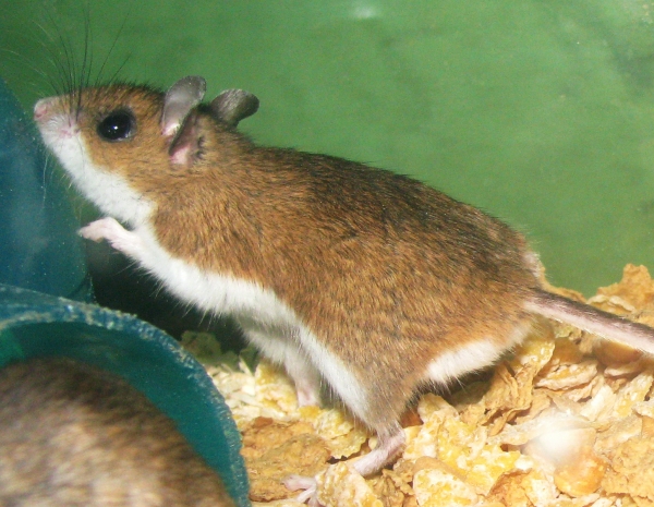 Animals that start with the letter J